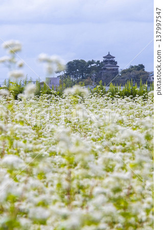 Buckwheat flowers and a historic castle: Maruoka Castle Keep (Kasumiga Castle), a nationally designated Important Cultural Property. 137997547