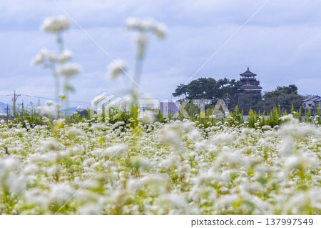 Buckwheat flowers and a historic castle: Maruoka Castle Keep (Kasumiga Castle), a nationally designated Important Cultural Property. Buckwheat flowers and a historic castle: Maruoka Castle Keep (Kasumiga Castle), a nationally designated Important Cultural Property. 137997549