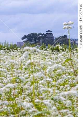 Buckwheat flowers and a historic castle: Maruoka Castle Keep (Kasumiga Castle), a nationally designated Important Cultural Property. Buckwheat flowers and a historic castle: Maruoka Castle Keep (Kasumiga Castle), a nationally designated Important Cultural Property. 137997550