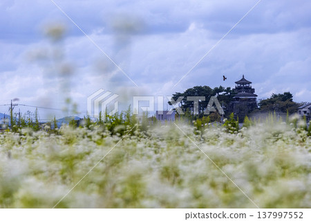 Buckwheat flowers and a historic castle: Maruoka Castle Keep (Kasumiga Castle), a nationally designated Important Cultural Property. Buckwheat flowers and a historic castle: Maruoka Castle Keep (Kasumiga Castle), a nationally designated Important Cultural Property. 137997552