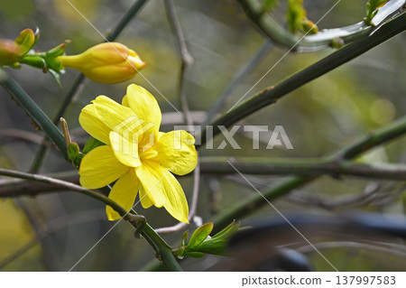 大雞蛋花（黃梅花偽） 137997583