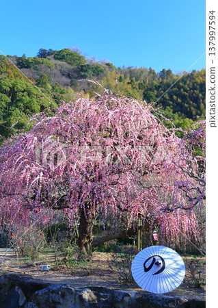 [Ehime Prefecture] Nanrakuen Plum Blossom Festival under clear skies 137997594