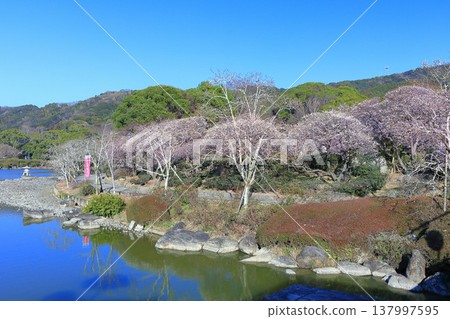[Ehime Prefecture] Nanrakuen Plum Blossom Festival under clear skies 137997595