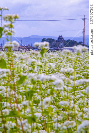 蕎麥花和一座歷史悠久的城堡：丸岡城天守閣（霞城），國家指定重要文化財產。 137997598