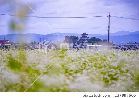Buckwheat flowers and a historic castle: Maruoka Castle Keep (Kasumiga Castle), a nationally designated Important Cultural Property. Buckwheat flowers and a historic castle: Maruoka Castle Keep (Kasumiga Castle), a nationally designated Important Cultural Property. 137997600