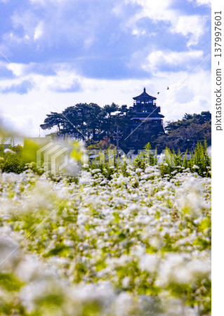 Buckwheat flowers and a historic castle: Maruoka Castle Keep (Kasumiga Castle), a nationally designated Important Cultural Property. Buckwheat flowers and a historic castle: Maruoka Castle Keep (Kasumiga Castle), a nationally designated Important Cultural Property. 137997601