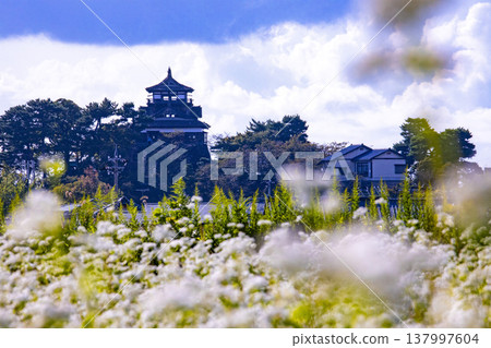 蕎麥花和一座歷史悠久的城堡：丸岡城天守閣（霞城），國家指定重要文化財產。 137997604
