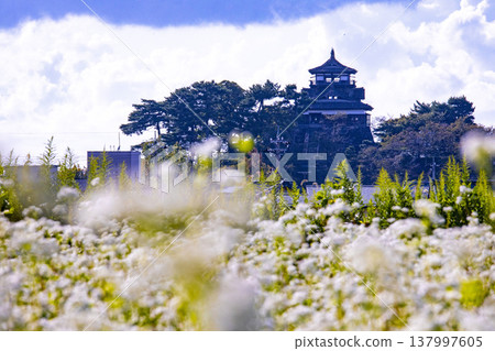 蕎麥花和一座歷史悠久的城堡：丸岡城天守閣（霞城），國家指定重要文化財產。 137997605