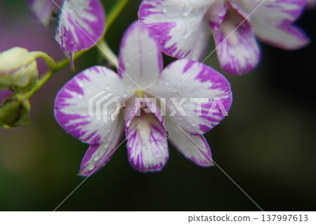 Orchid Blossom Beauty Purple and White Flower Close Up Orchid Blossom Beauty Purple and White Flower Close Up 137997613