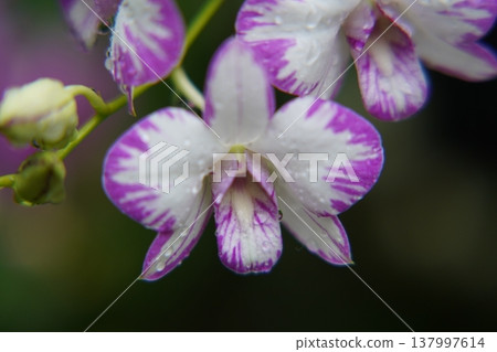 Purple and White Dendrobium Orchid Close Up Purple and White Dendrobium Orchid Close Up 137997614