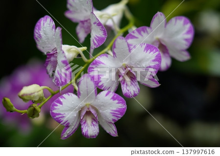 Purple and White Dendrobium Orchid in Bloom 137997616