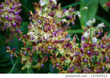Blooming Dendrobium Orchid Flowers in Natural Light 137997618