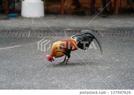 Rooster Foraging on Pavement Outdoors Rooster Foraging on Pavement Outdoors 137997626