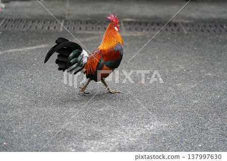 A Colorful Rooster Strutting Confidently on Pavement 137997630