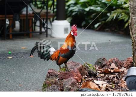 Colorful Rooster Standing Proudly on Rocks Outdoors Colorful Rooster Standing Proudly on Rocks Outdoors 137997631