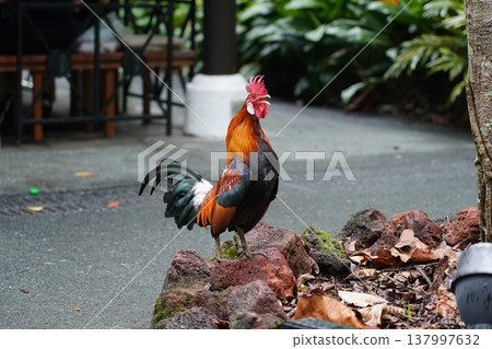 Colorful Rooster Portrait in Natural Environment Colorful Rooster Portrait in Natural Environment 137997632