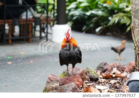 Rooster Standing Proud Gallus gallus in Garden Setting Rooster Standing Proud Gallus gallus in Garden Setting 137997637
