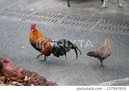 Colorful Rooster and Hen on Asphalt Ground Colorful Rooster and Hen on Asphalt Ground 137997639