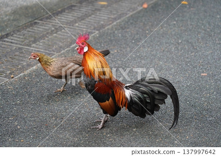 Beautiful Red Junglefowl Rooster with Hen 137997642
