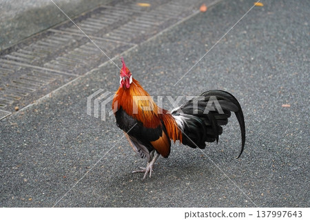 Beautiful Rooster Bird Portrait Outdoor Scene 137997643