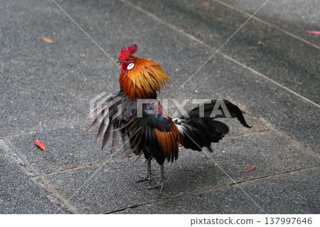 Vibrant Rooster Shaking Feathers on Stone Pavement 137997646