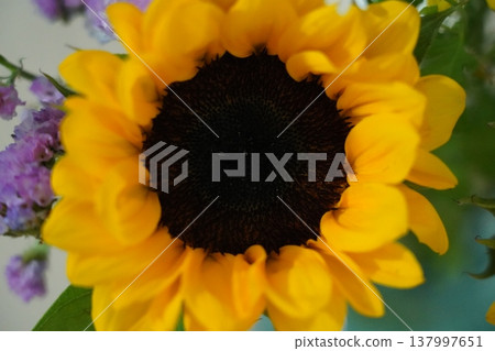 Close Up of a Vibrant Yellow Sunflower Bloom Close Up of a Vibrant Yellow Sunflower Bloom 137997651