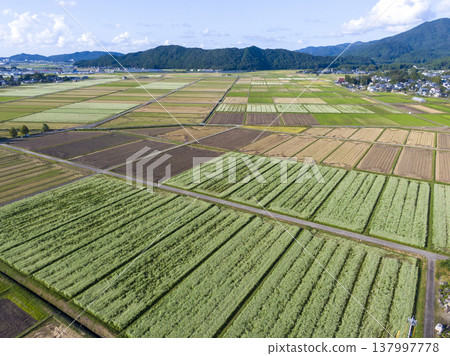 福井縣堺市丸岡町廣闊的蕎麥田鄉村景觀的無人機空拍照片。 福井縣堺市丸岡町廣闊的蕎麥田鄉村景觀的無人機空拍照片。 137997778