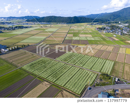 Drone aerial photography of a vast rural landscape of buckwheat fields in Maruoka-cho, Sakai City, Fukui Prefecture. 137997779