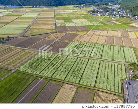 Drone aerial photography of a vast rural landscape of buckwheat fields in Maruoka-cho, Sakai City, Fukui Prefecture. Drone aerial photography of a vast rural landscape of buckwheat fields in Maruoka-cho, Sakai City, Fukui Prefecture. 137997780