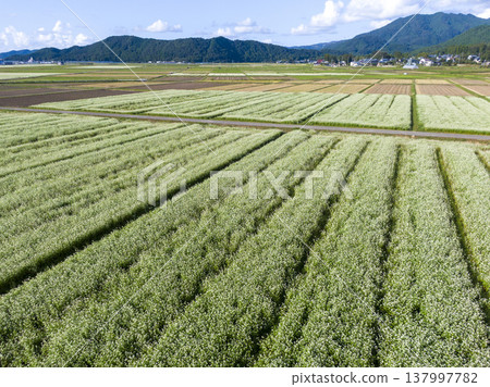 福井縣堺市丸岡町廣闊的蕎麥田鄉村景觀的無人機空拍照片。 福井縣堺市丸岡町廣闊的蕎麥田鄉村景觀的無人機空拍照片。 137997782