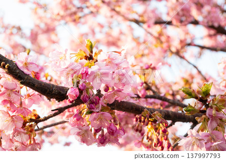 日本岡山縣岡山市美麗的河津櫻花。 137997793