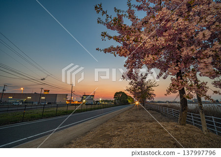 The beautiful Kawazu cherry blossoms in Okayama City, Okayama Prefecture, Japan The beautiful Kawazu cherry blossoms in Okayama City, Okayama Prefecture, Japan 137997796