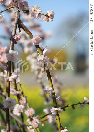 Plum blossoms telling the arrival of spring Plum blossoms telling the arrival of spring 137997877