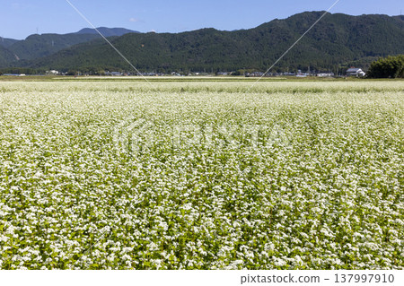 A buckwheat field in full bloom in Maruoka-cho, Sakai City, Fukui Prefecture: an autumn scene. A buckwheat field in full bloom in Maruoka-cho, Sakai City, Fukui Prefecture: an autumn scene. 137997910