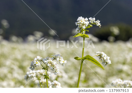 福井縣堺市丸岡町的蕎麥田正值盛花期：秋日景色。 137997913