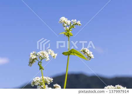 福井縣堺市丸岡町的蕎麥田正值盛花期：秋日景色。 137997914