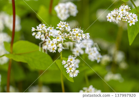 A buckwheat field in full bloom in Maruoka-cho, Sakai City, Fukui Prefecture: an autumn scene. A buckwheat field in full bloom in Maruoka-cho, Sakai City, Fukui Prefecture: an autumn scene. 137997920