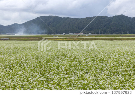 A buckwheat field in full bloom in Maruoka-cho, Sakai City, Fukui Prefecture: an autumn scene. A buckwheat field in full bloom in Maruoka-cho, Sakai City, Fukui Prefecture: an autumn scene. 137997923
