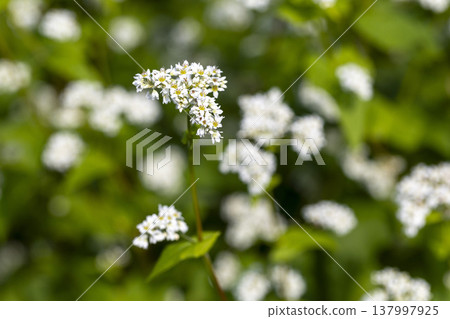 A buckwheat field in full bloom in Maruoka-cho, Sakai City, Fukui Prefecture: an autumn scene. A buckwheat field in full bloom in Maruoka-cho, Sakai City, Fukui Prefecture: an autumn scene. 137997925
