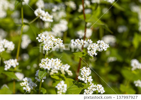 A buckwheat field in full bloom in Maruoka-cho, Sakai City, Fukui Prefecture: an autumn scene. A buckwheat field in full bloom in Maruoka-cho, Sakai City, Fukui Prefecture: an autumn scene. 137997927