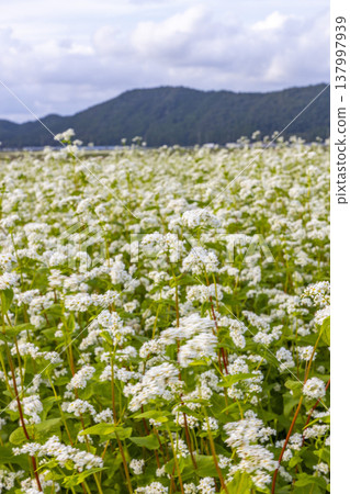 A buckwheat field in full bloom in Maruoka-cho, Sakai City, Fukui Prefecture: an autumn scene. 137997939