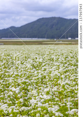 福井縣堺市丸岡町的蕎麥田正值盛花期:秋日景色。 福井縣堺市丸岡町的蕎麥田正值盛花期:秋日景色。 137997943