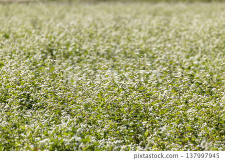 A buckwheat field in full bloom in Maruoka-cho, Sakai City, Fukui Prefecture: an autumn scene. A buckwheat field in full bloom in Maruoka-cho, Sakai City, Fukui Prefecture: an autumn scene. 137997945