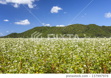A buckwheat field in full bloom in Maruoka-cho, Sakai City, Fukui Prefecture: an autumn scene. A buckwheat field in full bloom in Maruoka-cho, Sakai City, Fukui Prefecture: an autumn scene. 137997978