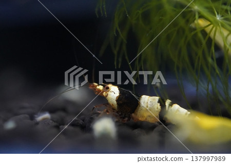 Crystal Black Shrimp Caridina cantonensis Aquarium Crystal Black Shrimp Caridina cantonensis Aquarium 137997989