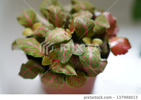 Beautiful Fittonia Plant with Pink Veins 137998013