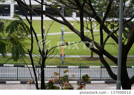 Yellow Bird in Tree Observing the Park Below Yellow Bird in Tree Observing the Park Below 137998018