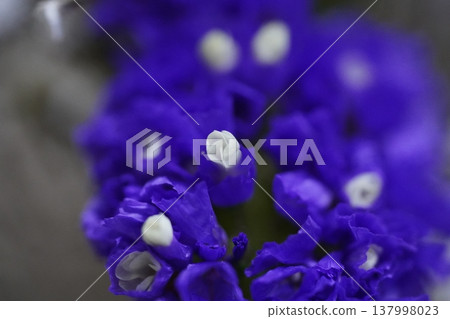 Purple Statice Flowers Closeup Floral Photography 137998023