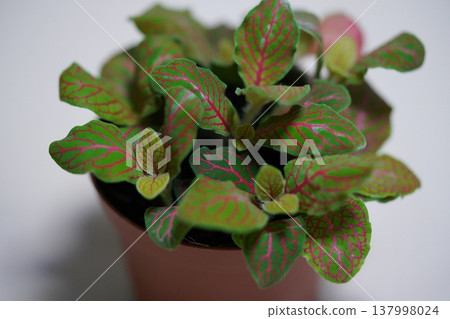 Colorful Nerve Plant in a Brown Pot Indoor Plant 137998024