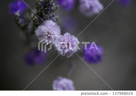 Purple Statice Flowers Delicate Floral Arrangement 137998029